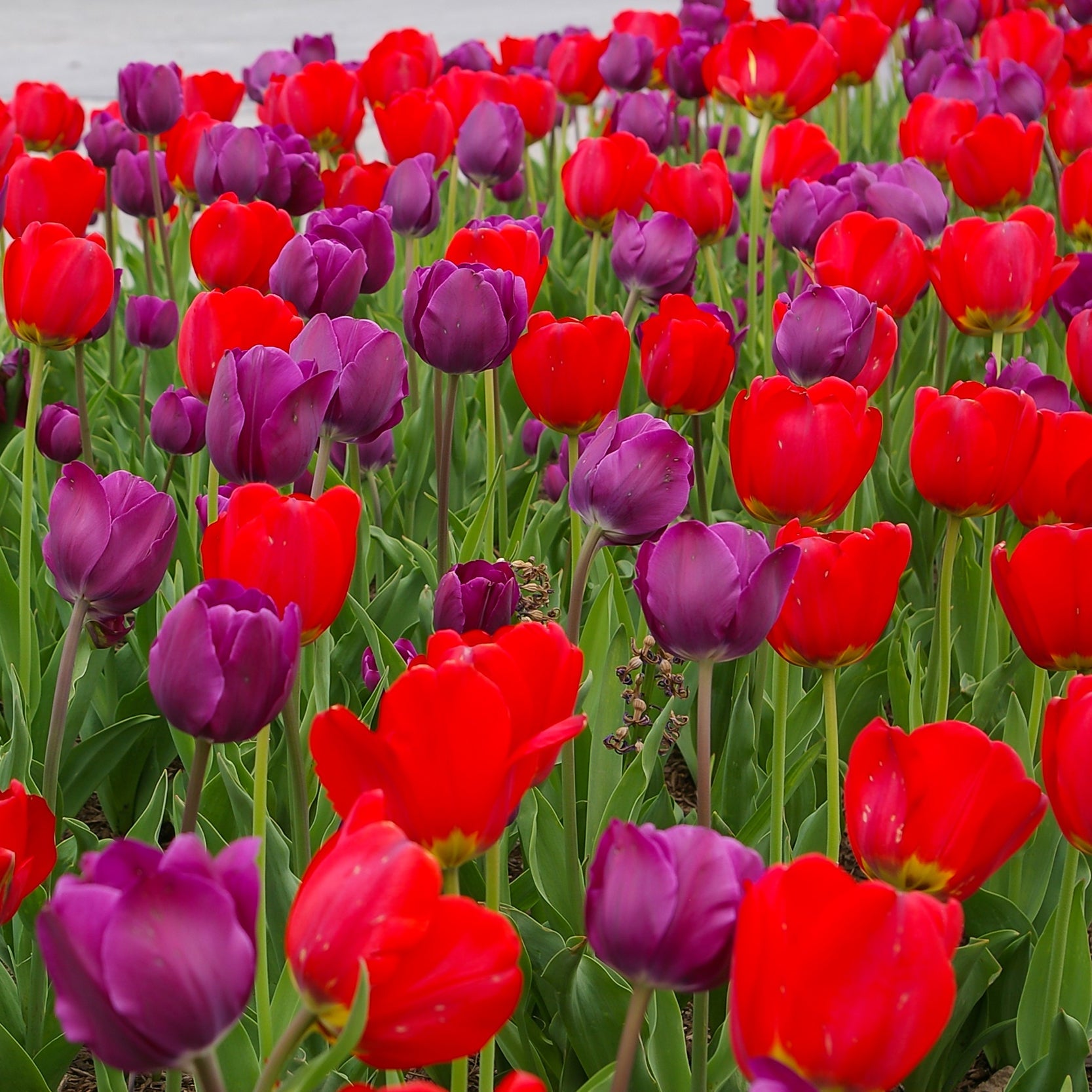 Escapade Tulip Bulb Blend | Pella Tulip Bulbs – Shop Thistles