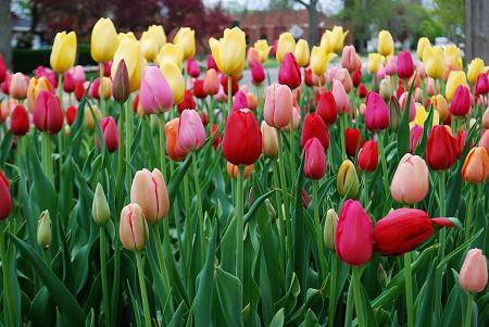 Creating a Vibrant Spring Garden: The Benefits of Planting Tulip Blends and Mixtures