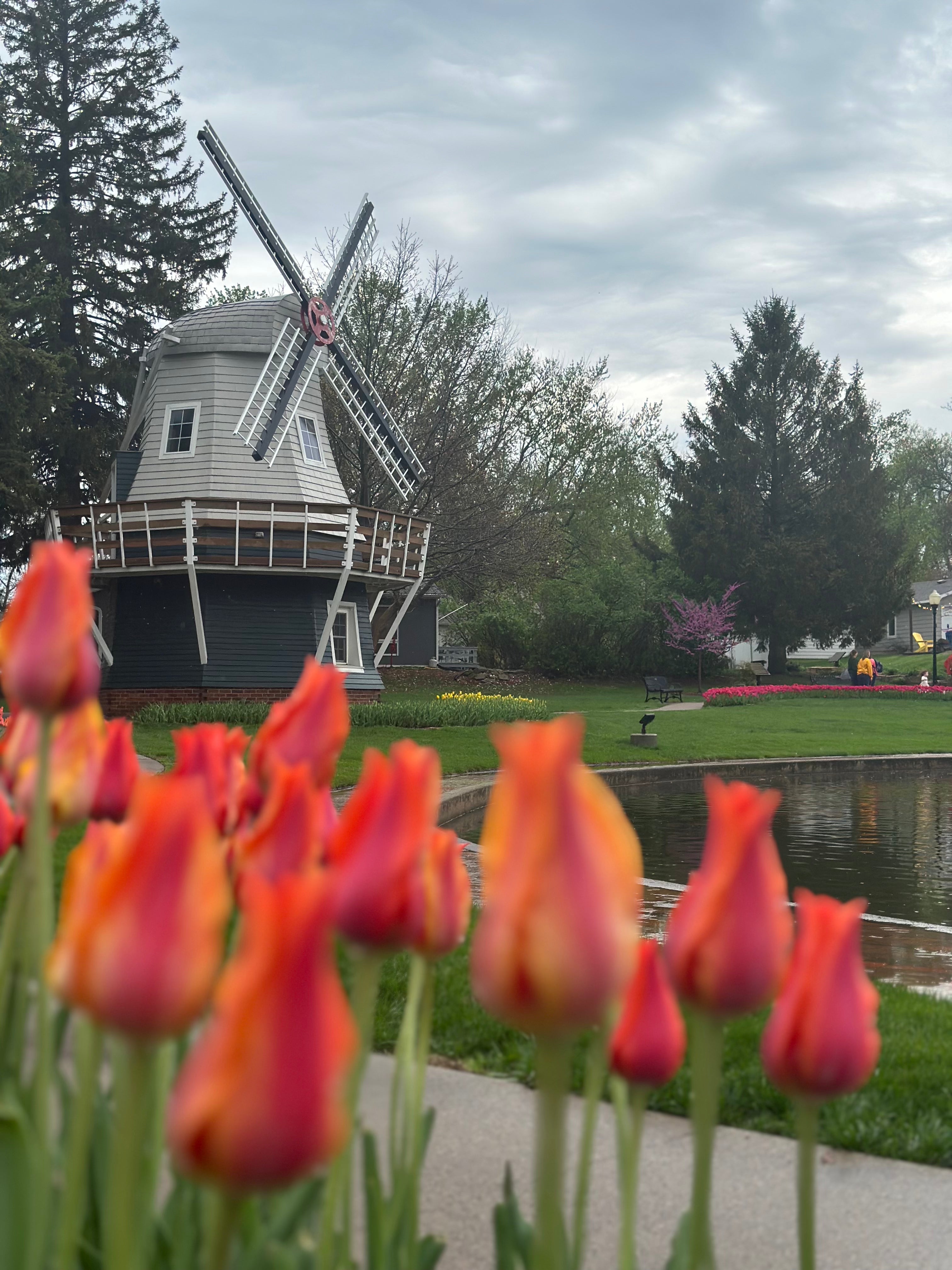 Nightmare Tulip Bulbs – Rare Black Tulip | Pella Tulip Bulbs