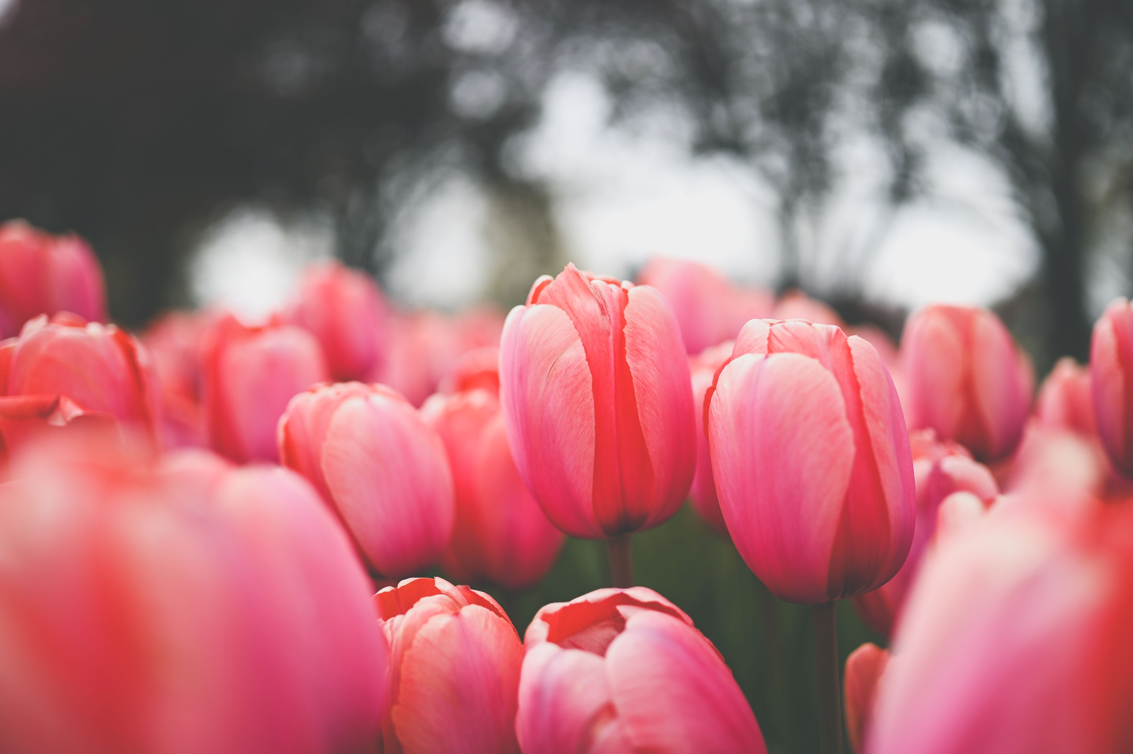 Pink tulips blooming in Central Park, Pella, Iowa