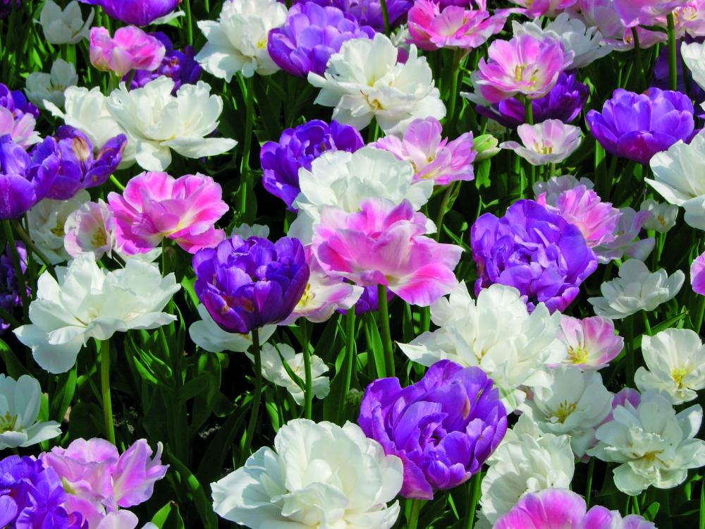 Double Bubble Tulip Bulb Blend — Double Late, White, Pink & Purple