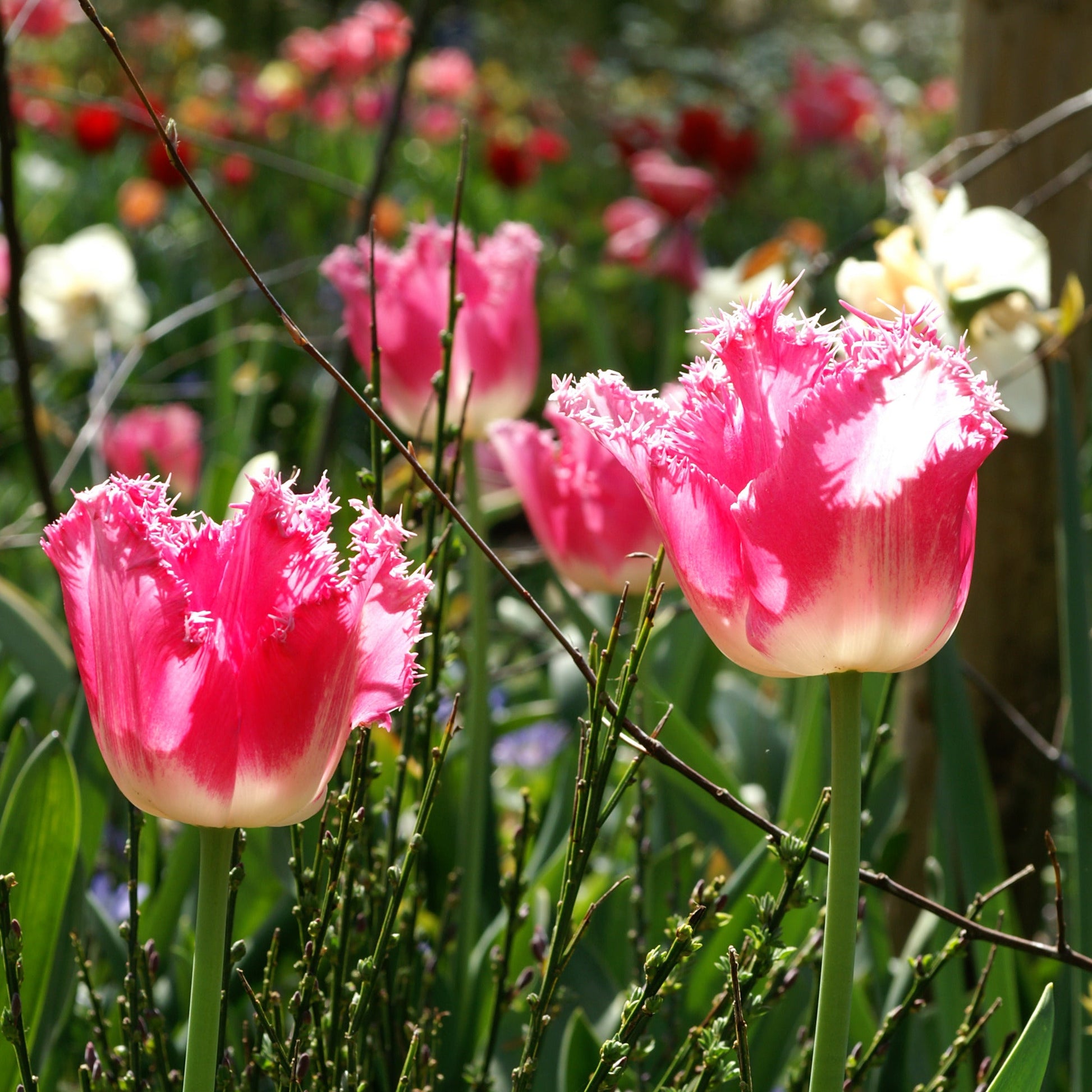 Fancy Frills tulip displaying pink petals with ivory white bases and delicately fringed edges.