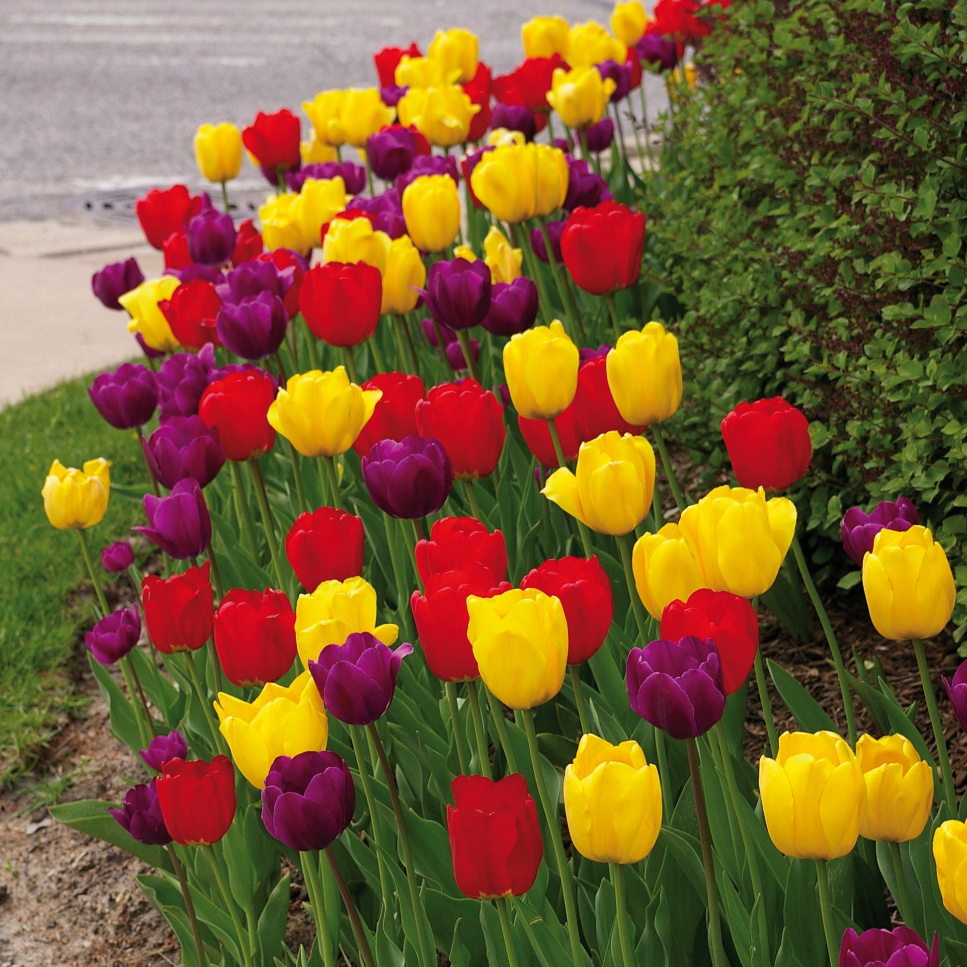 Royal Oxford Tulip Blend featuring yellow, bright red, and deep purple tulips, 16 inches tall, blooming from mid to late spring.