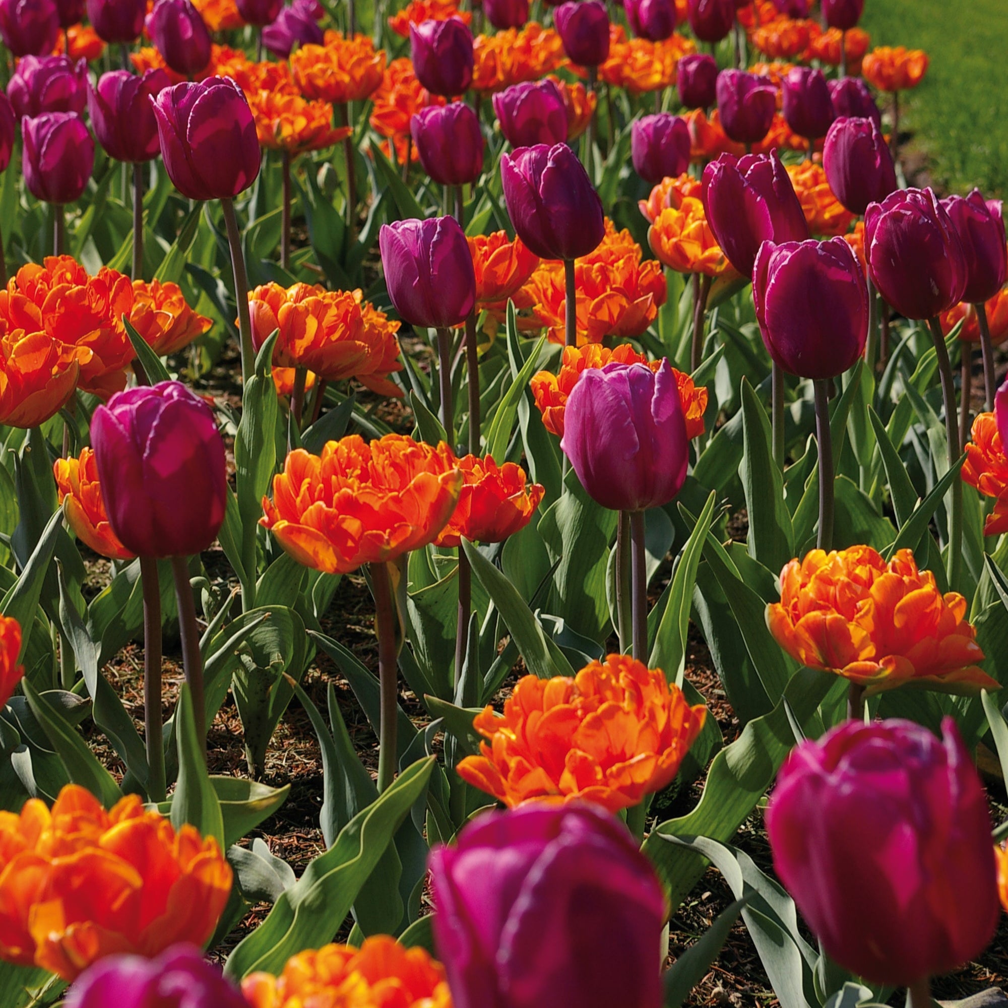Royal Garden Party Tulip Blend featuring single purple and double orange tulips, 12 to 16 inches tall, blooming from early to mid-spring.