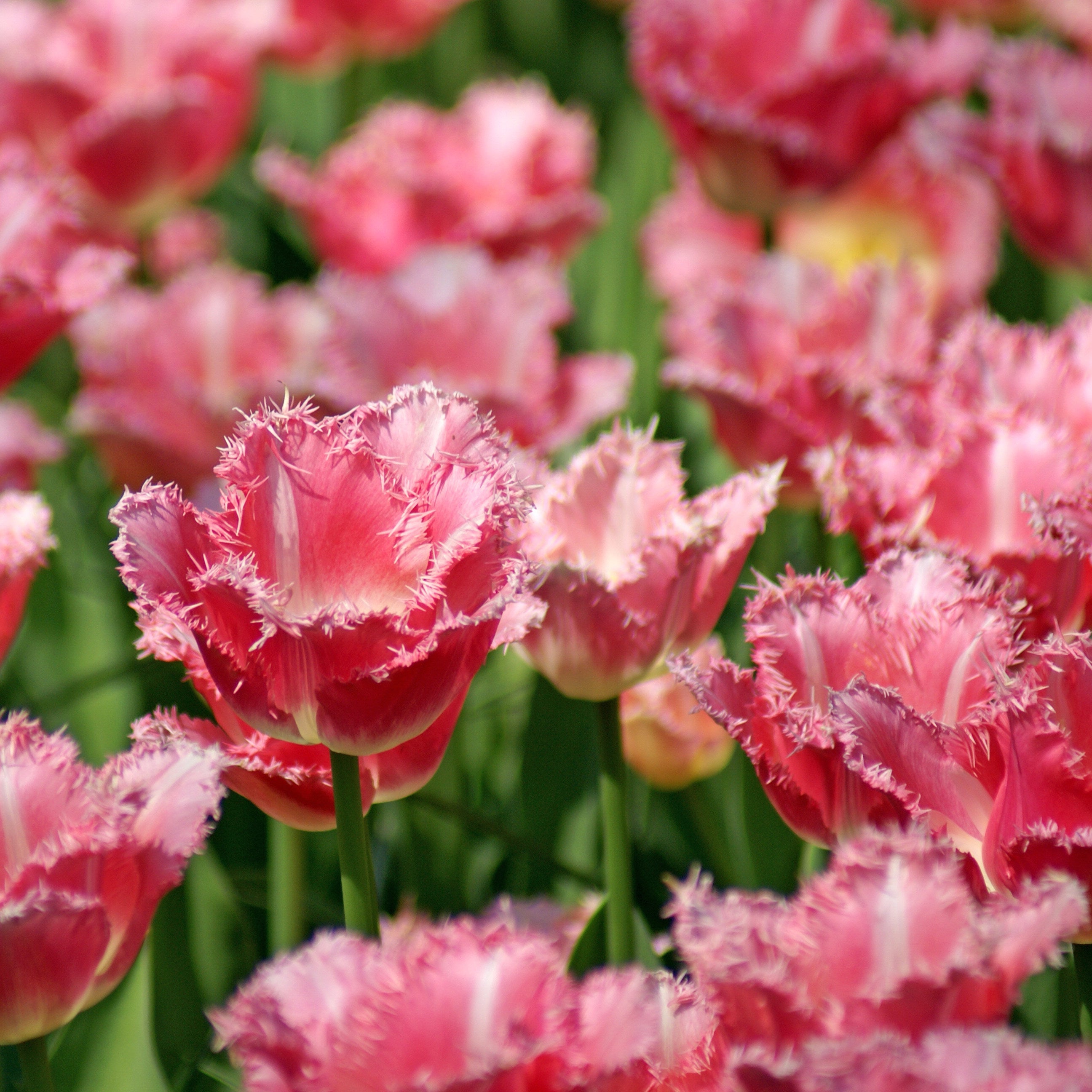 Fancy Frills tulip displaying pink petals with ivory white bases and delicately fringed edges.