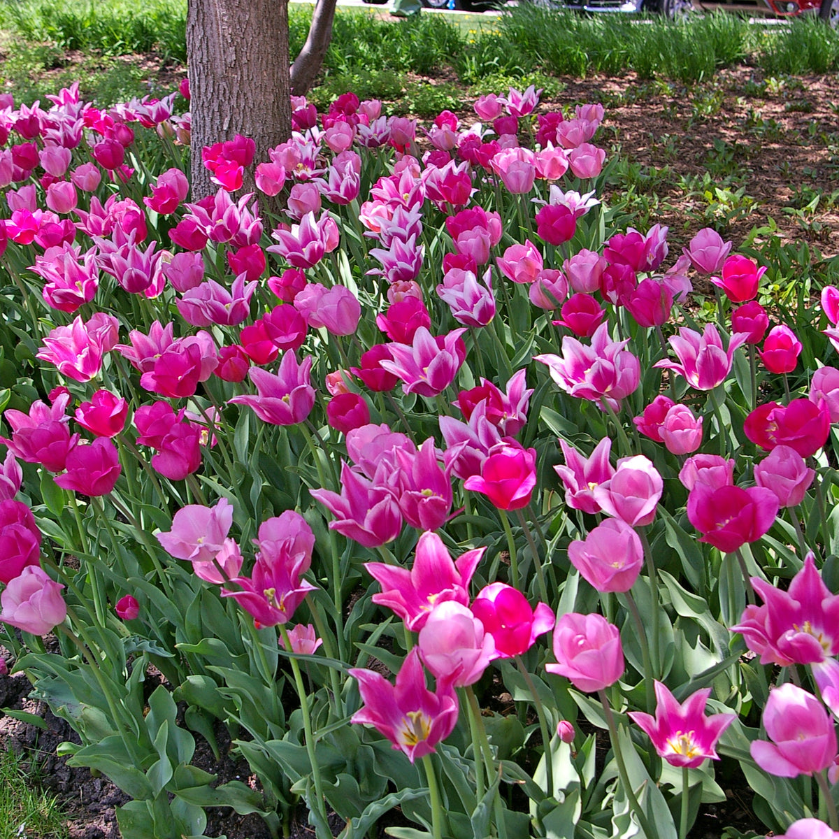 Spring Time Dance Tulip Blend featuring a mix of pink, mauve, and purple tulips, 16 to 20 inches tall, blooming from mid to late spring.