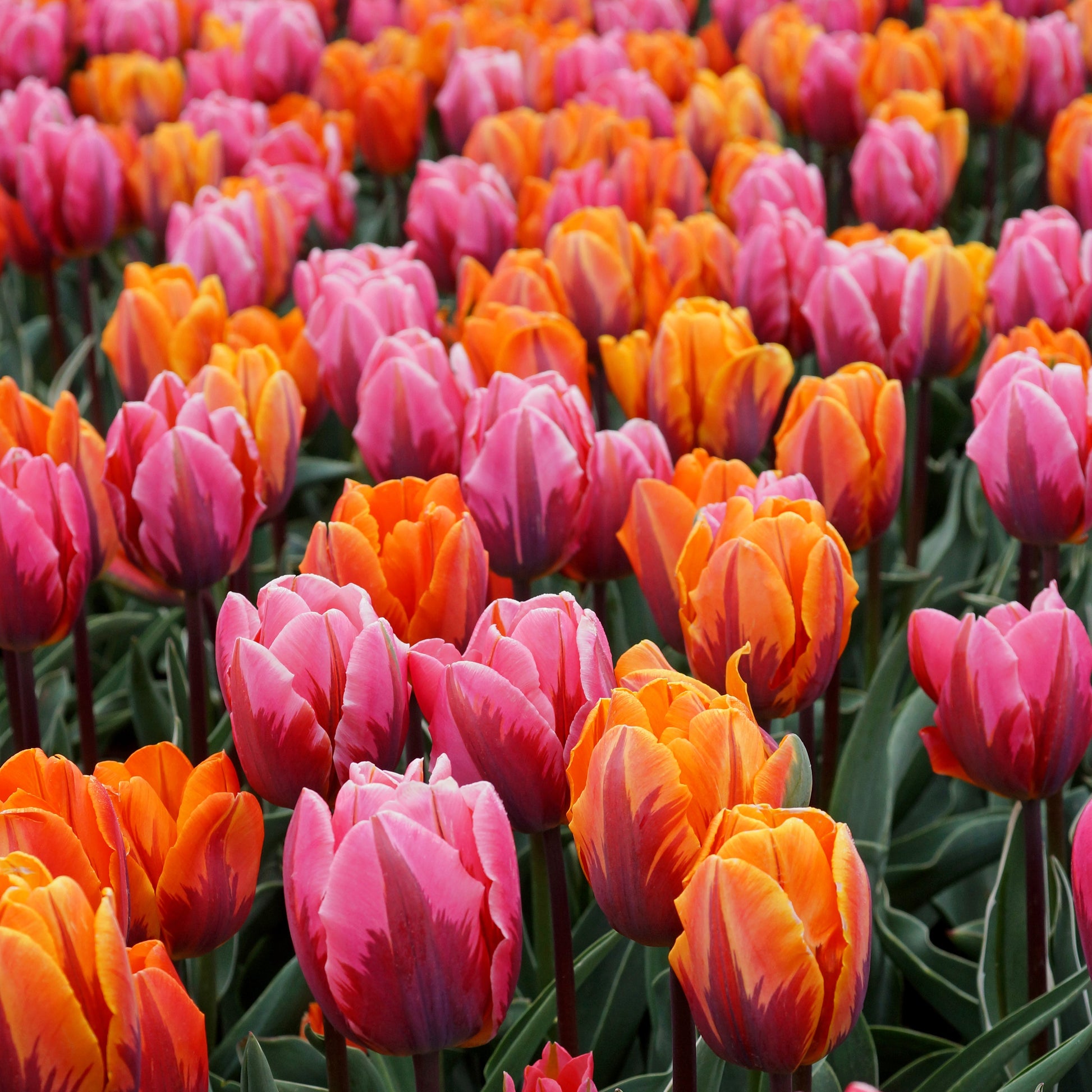 Sunset Reflection Tulip Blend featuring flaming tones of orange and pink tulips, 14 inches tall, blooming from mid to late spring.