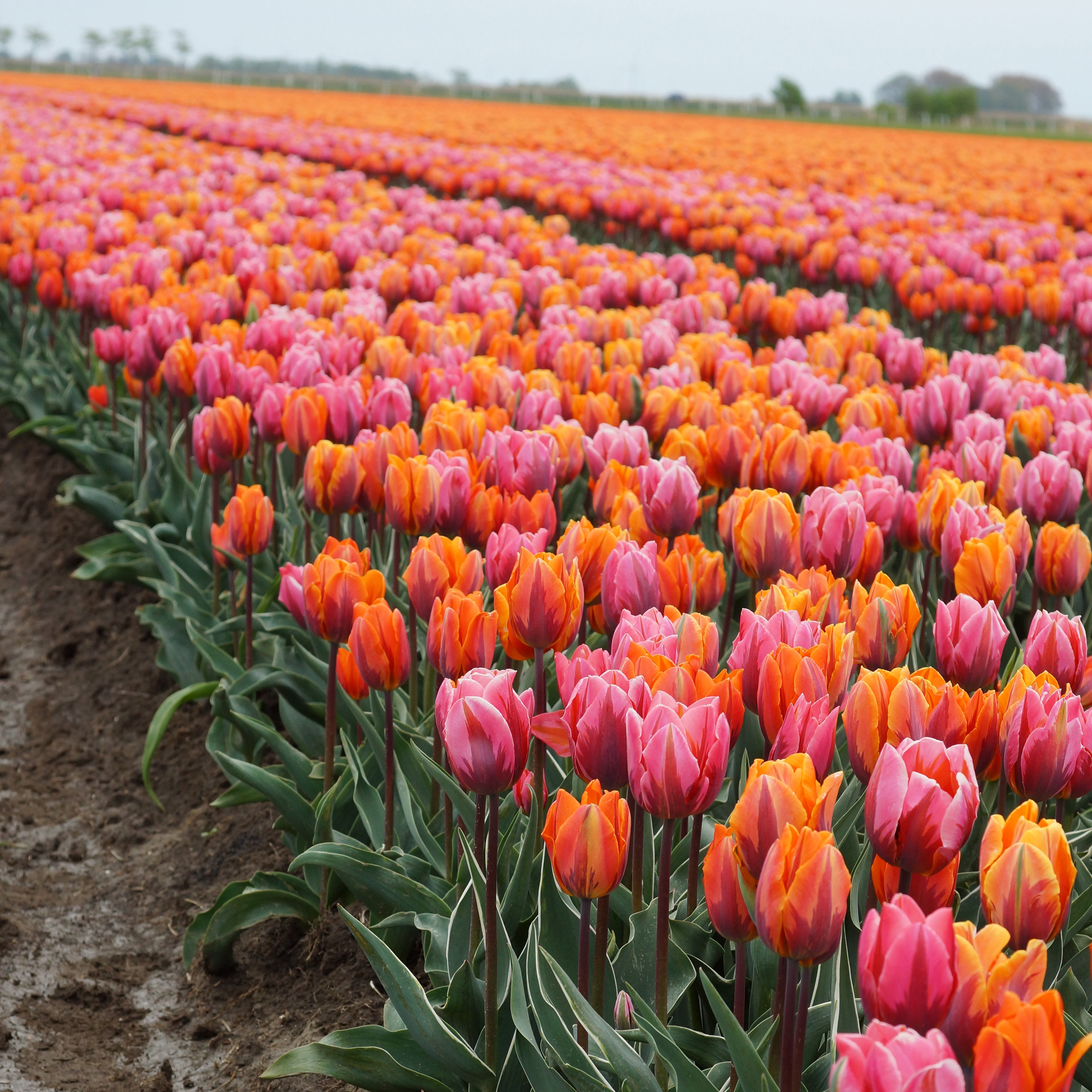 Sunset Reflection Tulip Blend featuring flaming tones of orange and pink tulips, 14 inches tall, blooming from mid to late spring.