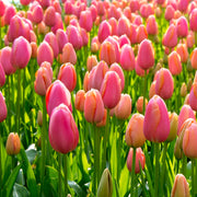 Menton tulip displaying large, soft peach-colored petals with a hint of apricot, blooming in late spring.