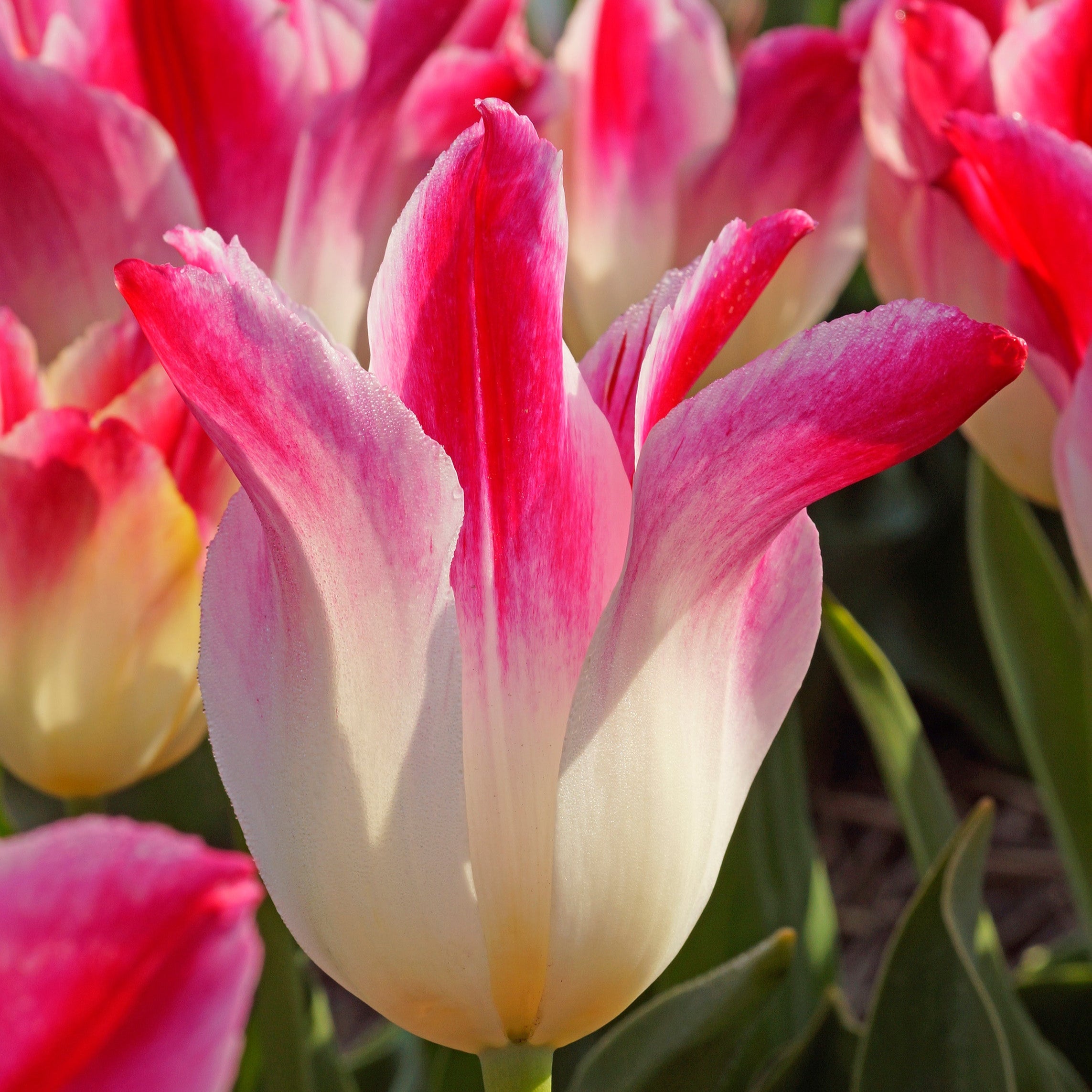 Whispering Dream tulip with huge two-toned pink and ivory white lily-shaped blooms, blooming in mid-spring on sturdy 18-inch stems.