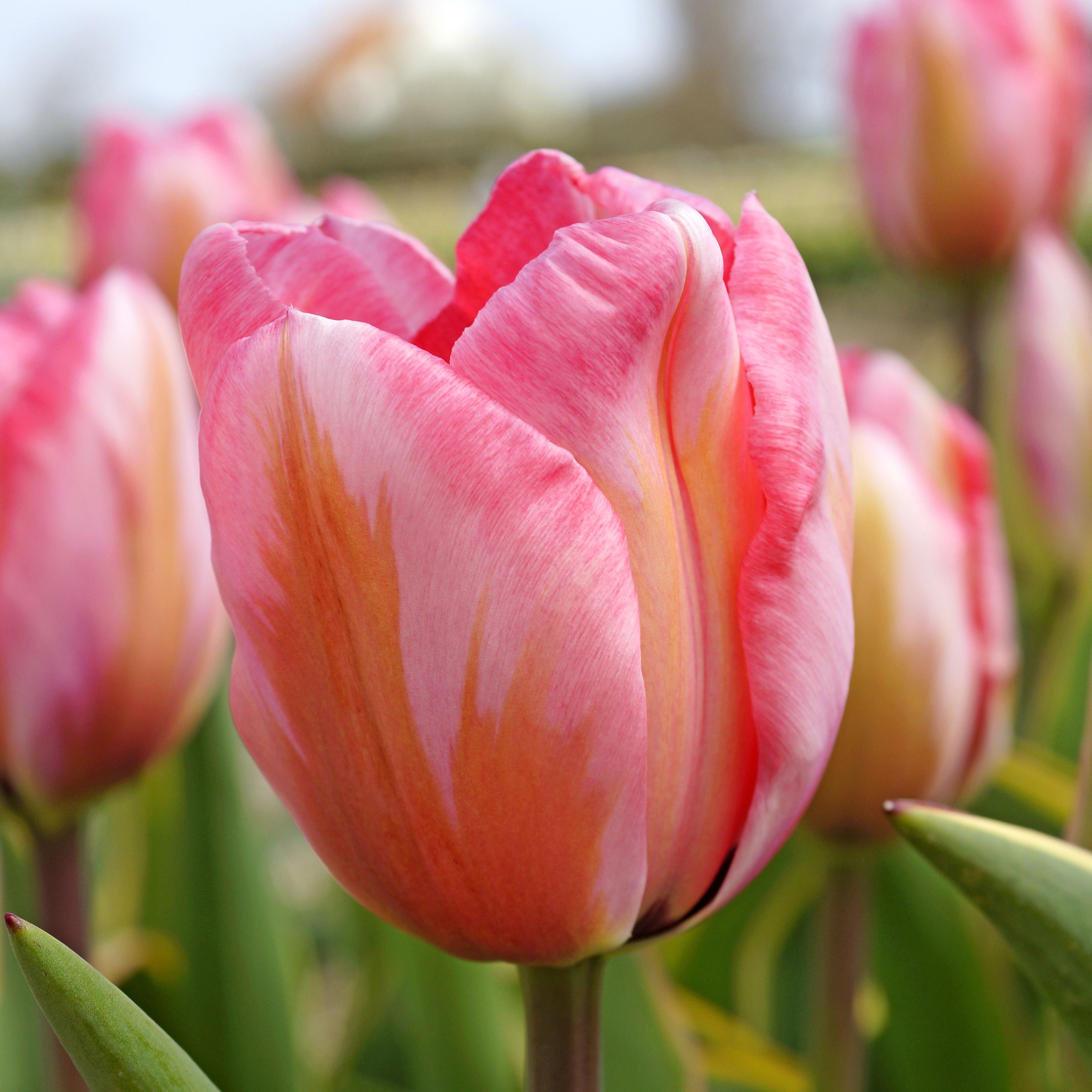 Pink Impression tulip displaying large, soft pink petals with a black base edged in yellow, blooming in mid-spring.