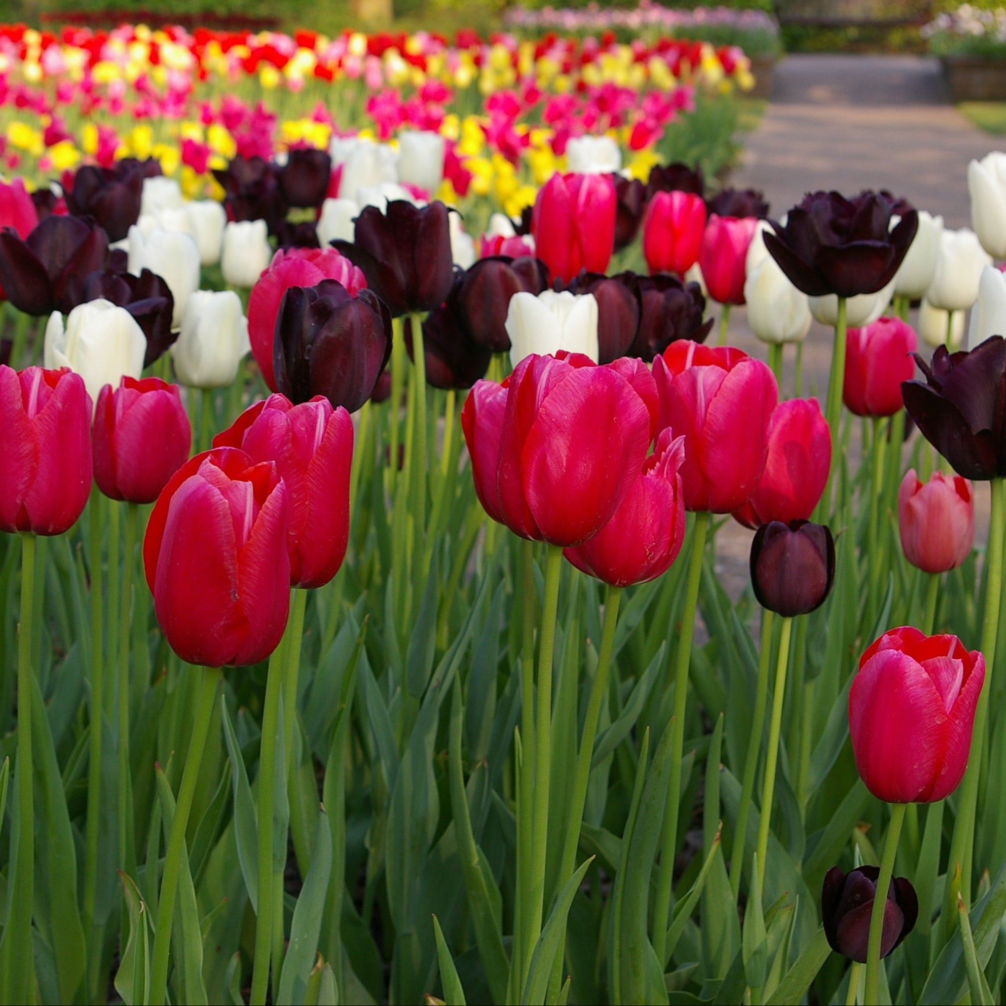 Night and Day Tulip Mix featuring deep purple, bright white, and stunning pink tulips, 24 inches tall, blooming in late spring.
