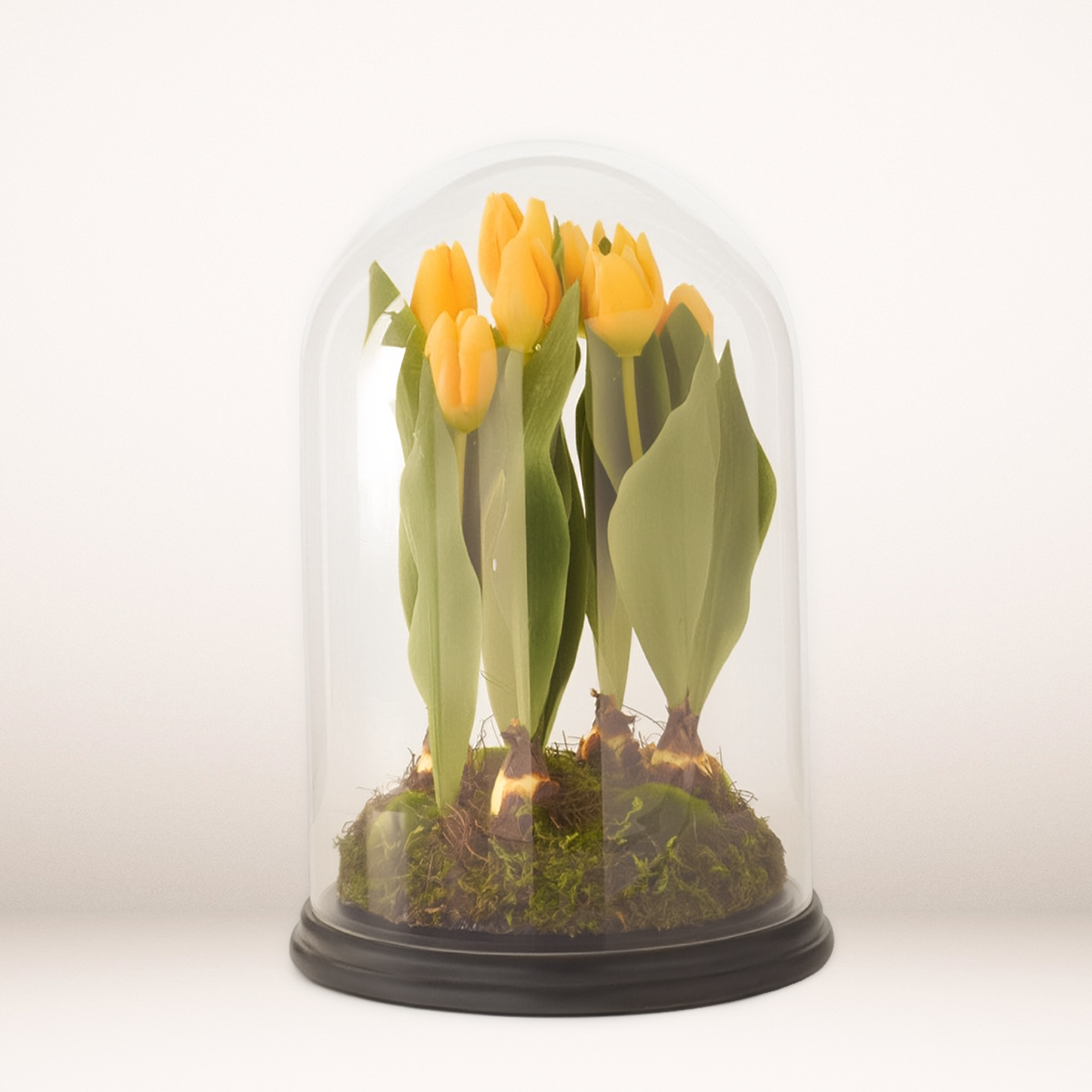 16" Yellow Tulips displayed in Glass Cloche. Shipped from Pella, IA