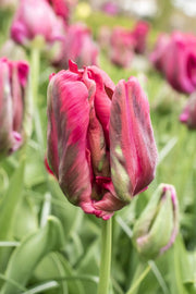 Red Madonna tulips with ruffled deep‑red blooms and green streaks on 14‑inch stems.