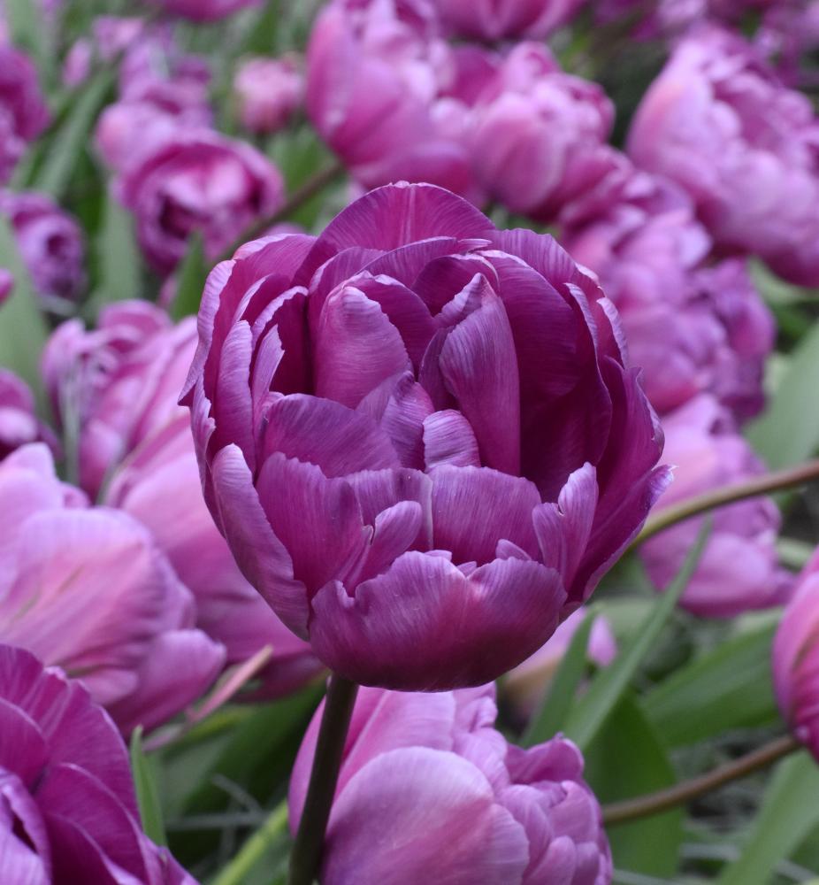 Blue Diamond tulips with large lilac‑blue double blooms on tall stems.