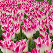 Whispering Dream tulip with huge two-toned pink and ivory white lily-shaped blooms, blooming in mid-spring on sturdy 18-inch stems.