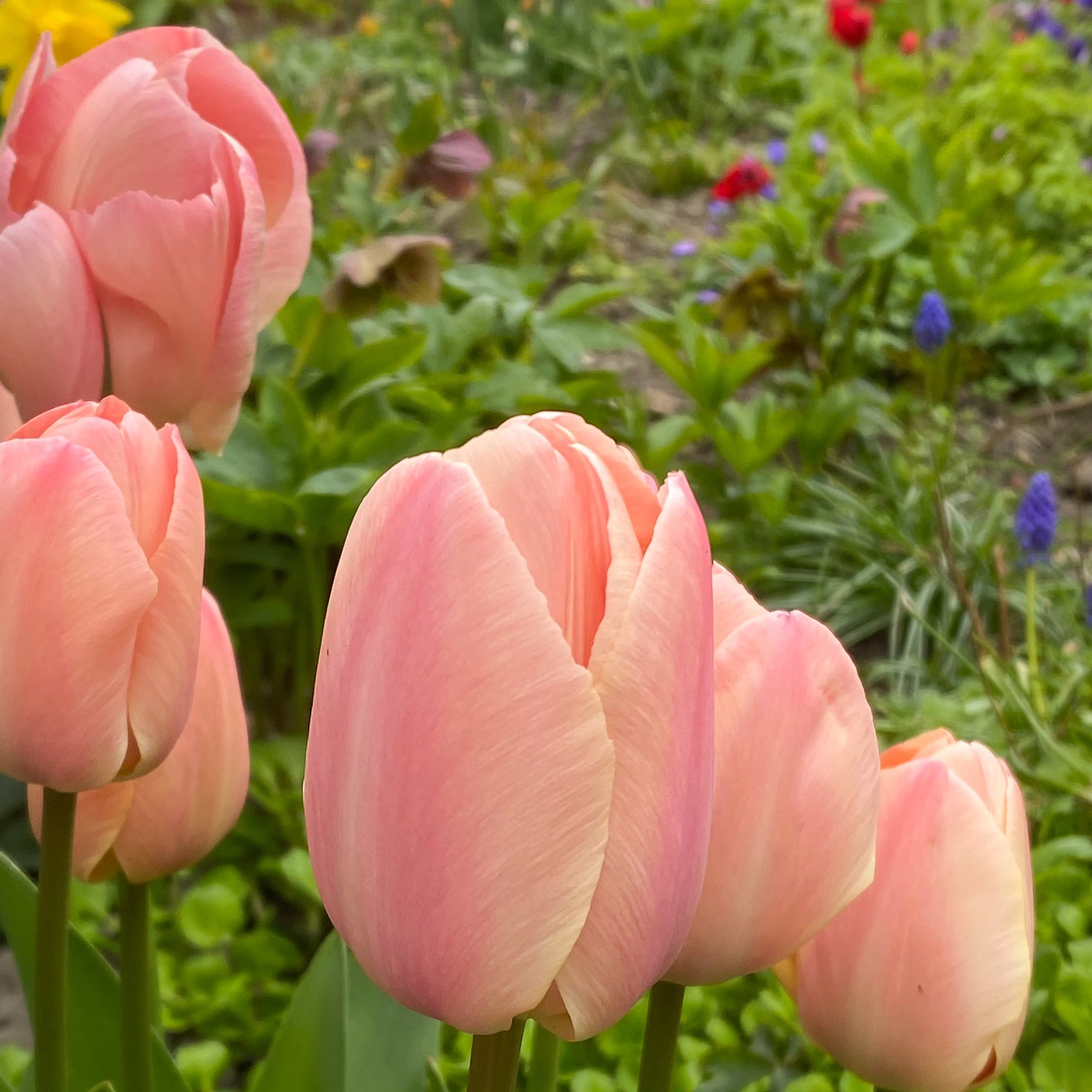 Apricot Pride tulip displaying large, soft apricot and peach-hued petals on sturdy stems.