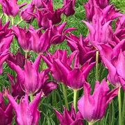 Purple Dream tulip with deep purple, pointed reflexed petals and an ivory heart, blooming in late spring.