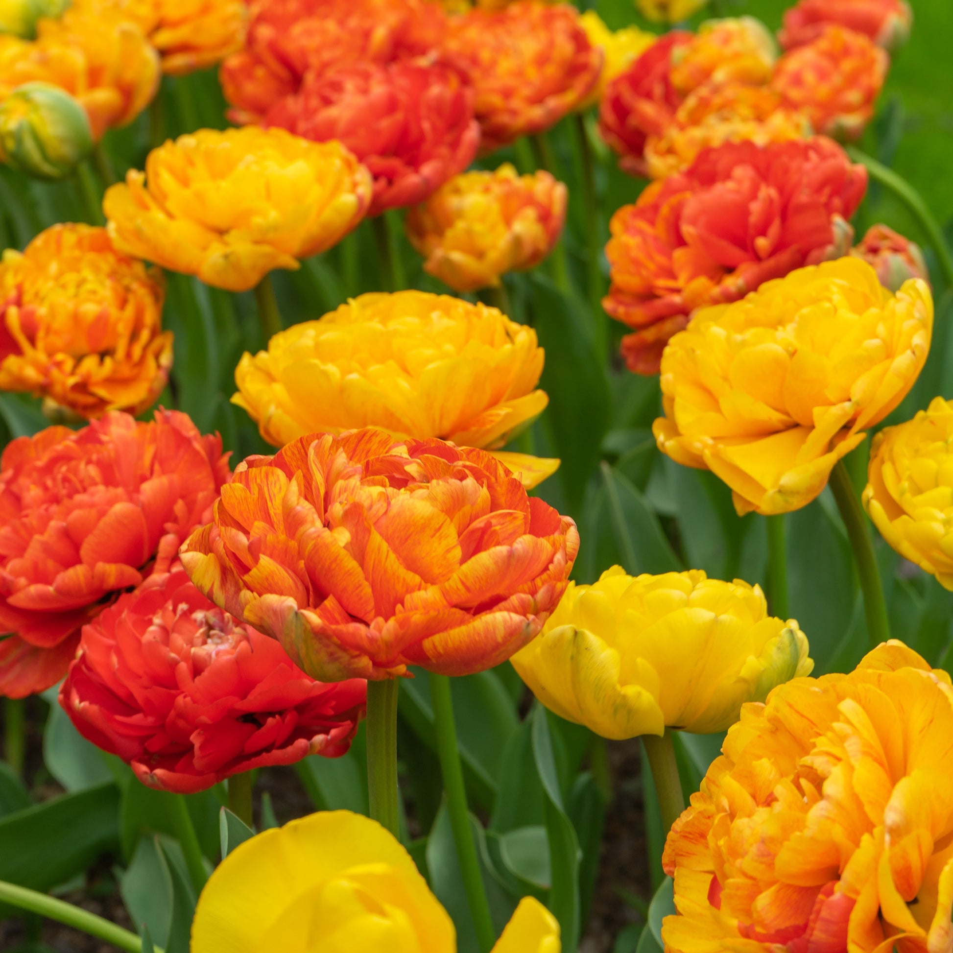 Sun Lover tulip with vibrant golden-yellow double blooms featuring light red brush marks, maturing to orange-red, blooming in mid-spring.