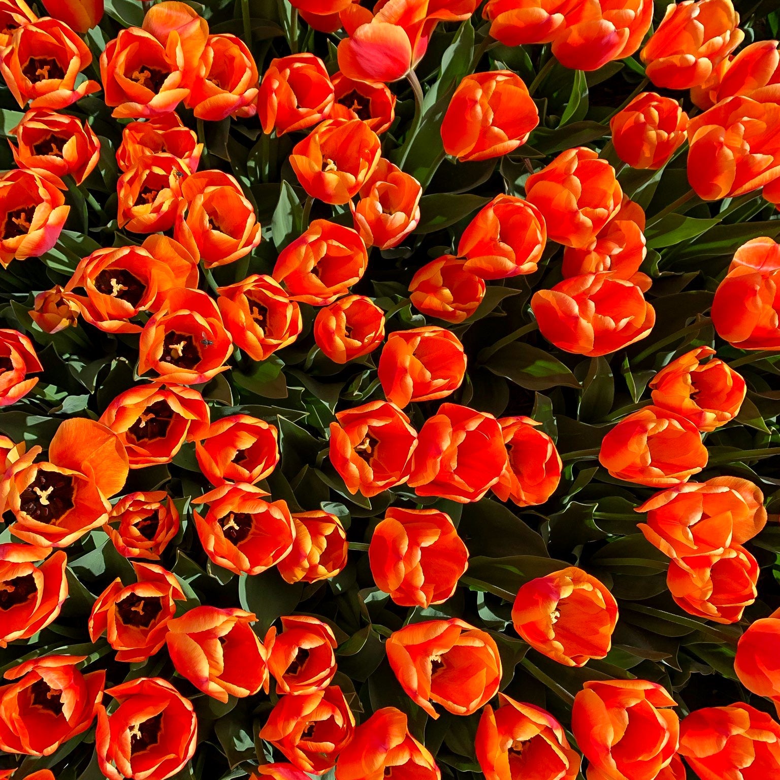 Apeldoorn tulip showcasing large, scarlet-red petals with a black center, blooming in mid-spring.