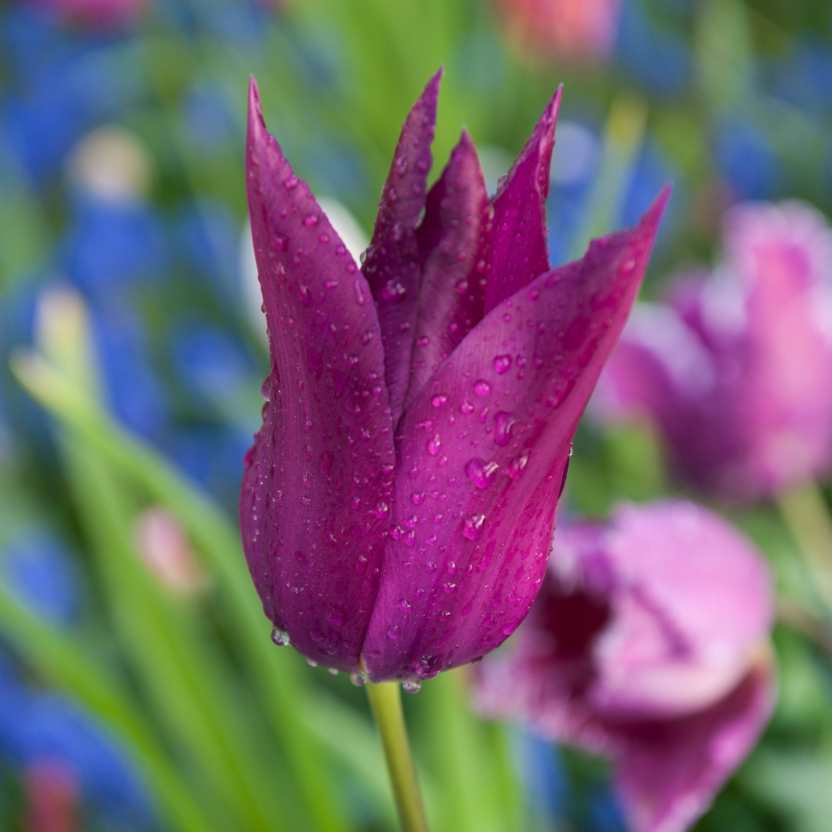 Purple Dream tulip with deep purple, pointed reflexed petals and an ivory heart, blooming in late spring.