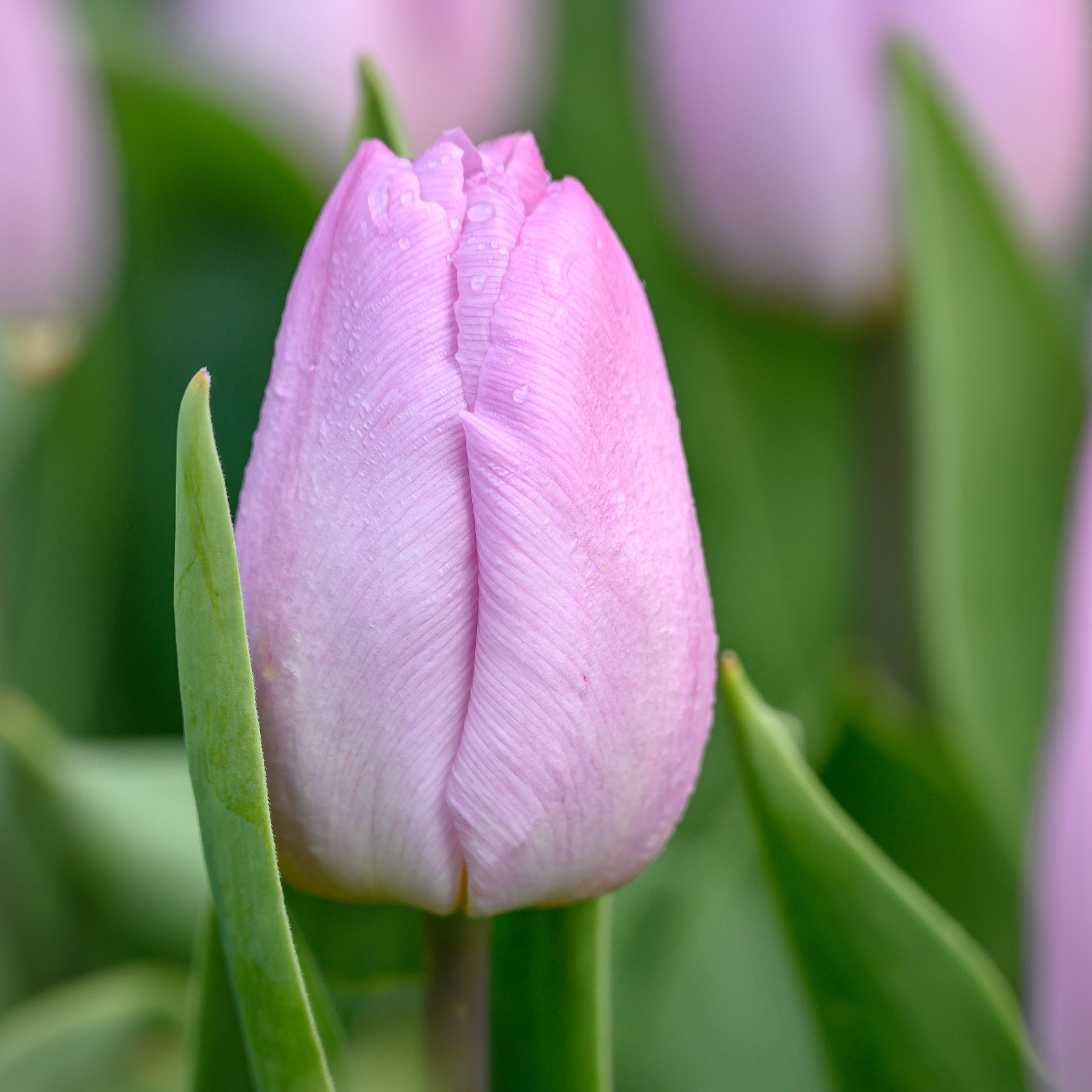 Candy Prince tulip displaying soft lilac petals with a subtle lavender glow, complemented by silvery-green foliage.