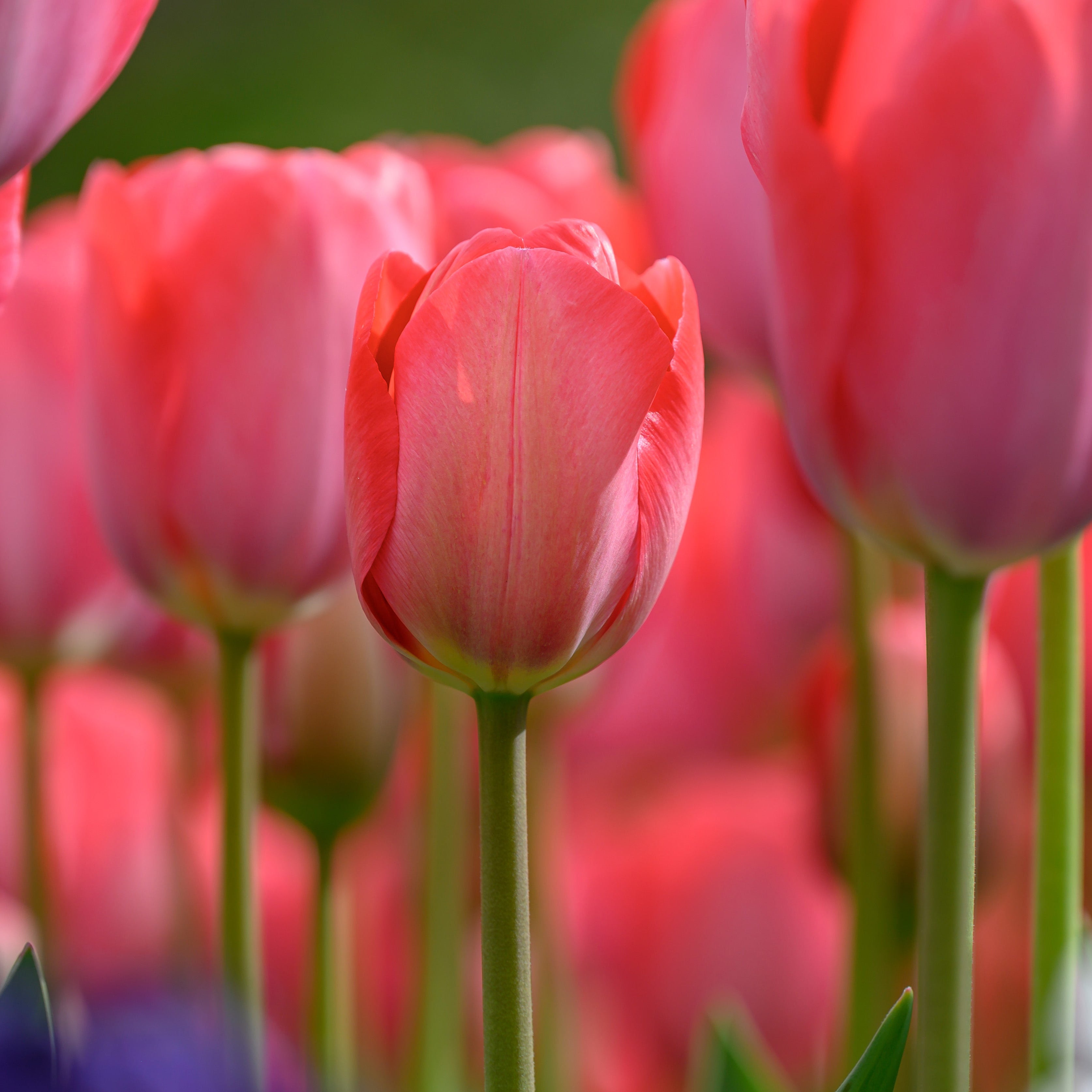 Van Eijk tulip with large, vibrant dark pinkish-red blooms on sturdy 22-inch stems, blooming in mid-spring.