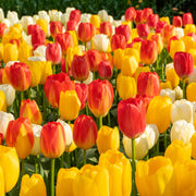 Artist Palette Tulip Blend showcasing a vibrant mix of tulip colors, blooming in mid-spring at 18 inches tall.