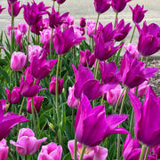 Wicked Wonders Tulip Blend featuring a variety of rich and captivating tulip hues, 20 inches tall, blooming from mid to late spring.