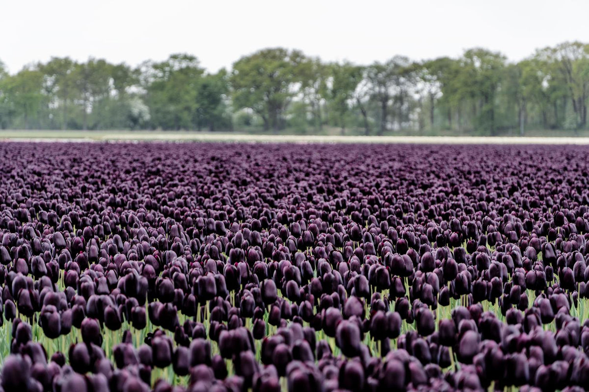 Queen of the Night tulips with deep maroon‑black blooms on 24‑inch stems.