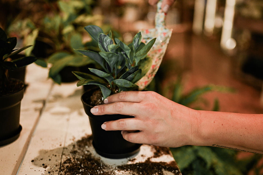 A close-up of a hand holding a small potted green plant while soil is being added from a floral-patterned scoop into the pot, set in a real indoor garden environment.