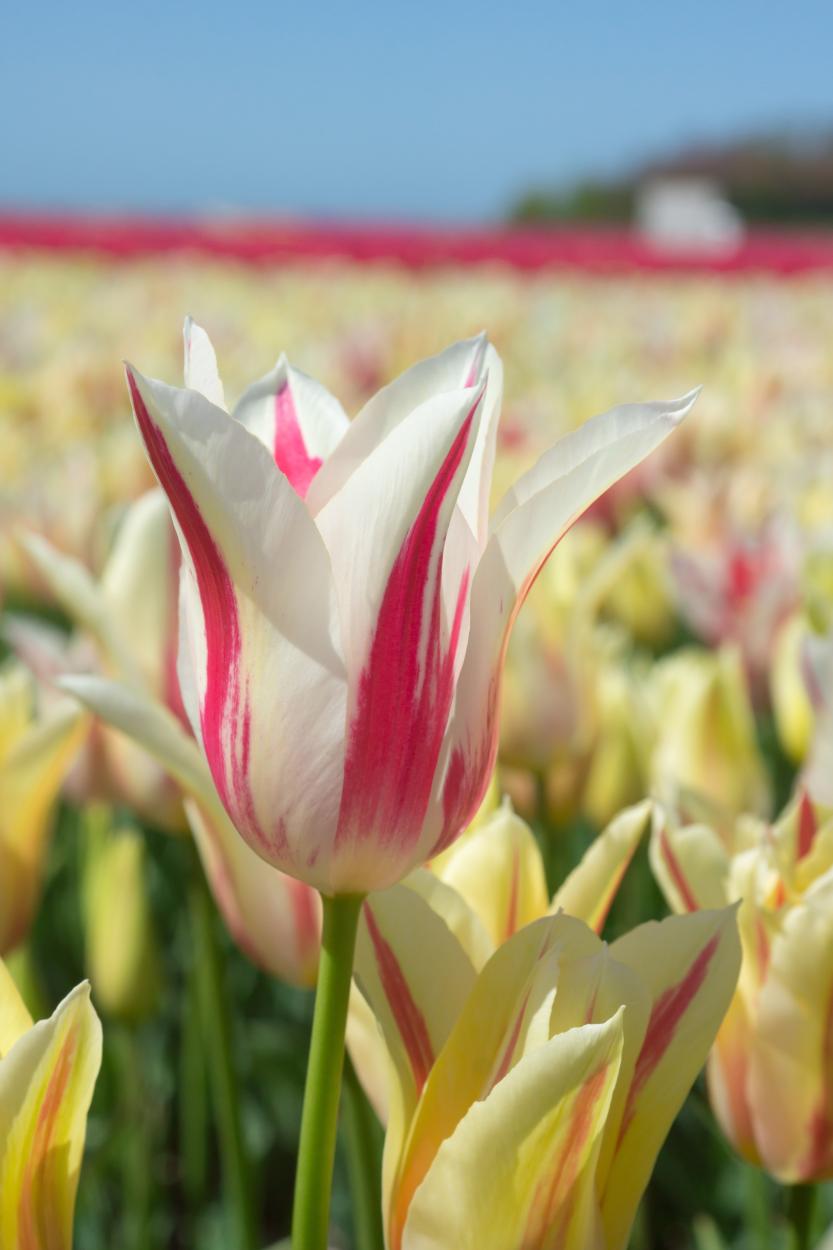 Close-up of a white and pink lily-flowered Marilyn tulip bloom with pointed reflexed petals, Pella, Iowa