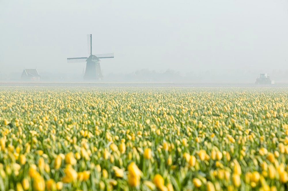 A field of yellow tulips in the Netherlands with a traditional windmill in the background