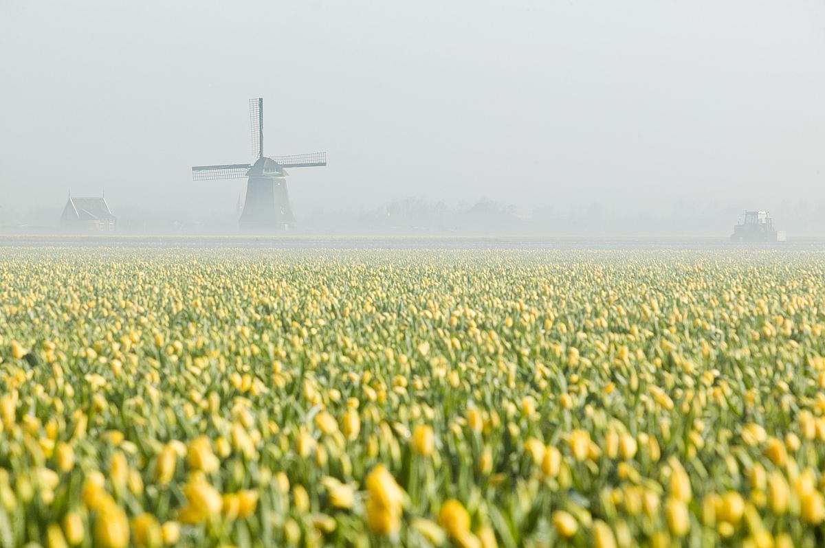 A field of yellow tulips in the Netherlands with a traditional windmill in the background